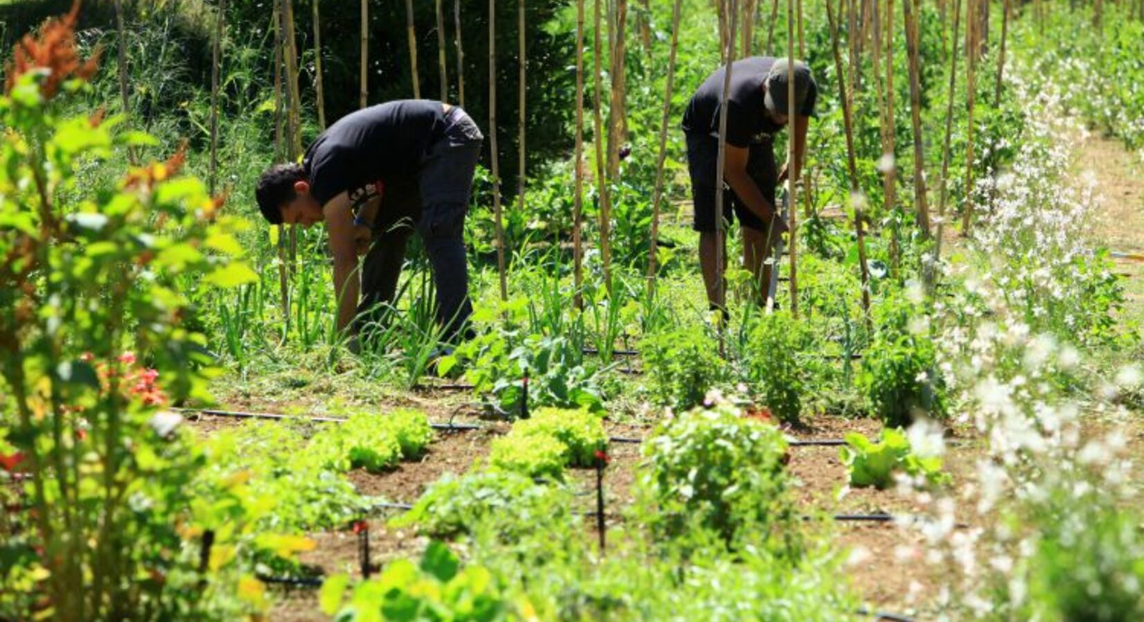 Vegetable garden