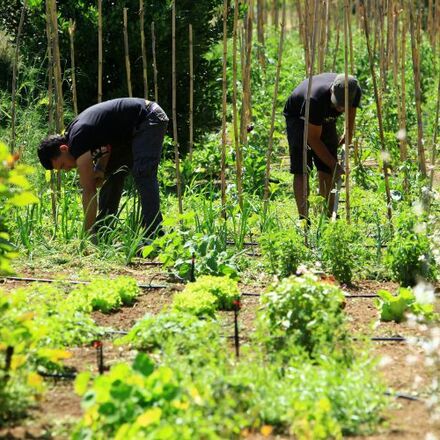 Vegetable garden