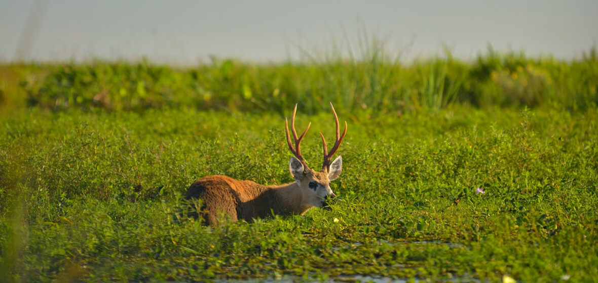 Photo of Corrientes Province