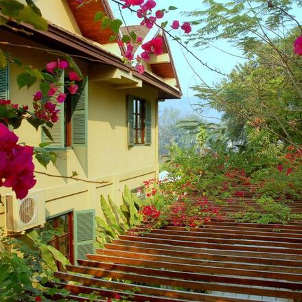 Bougainvillea