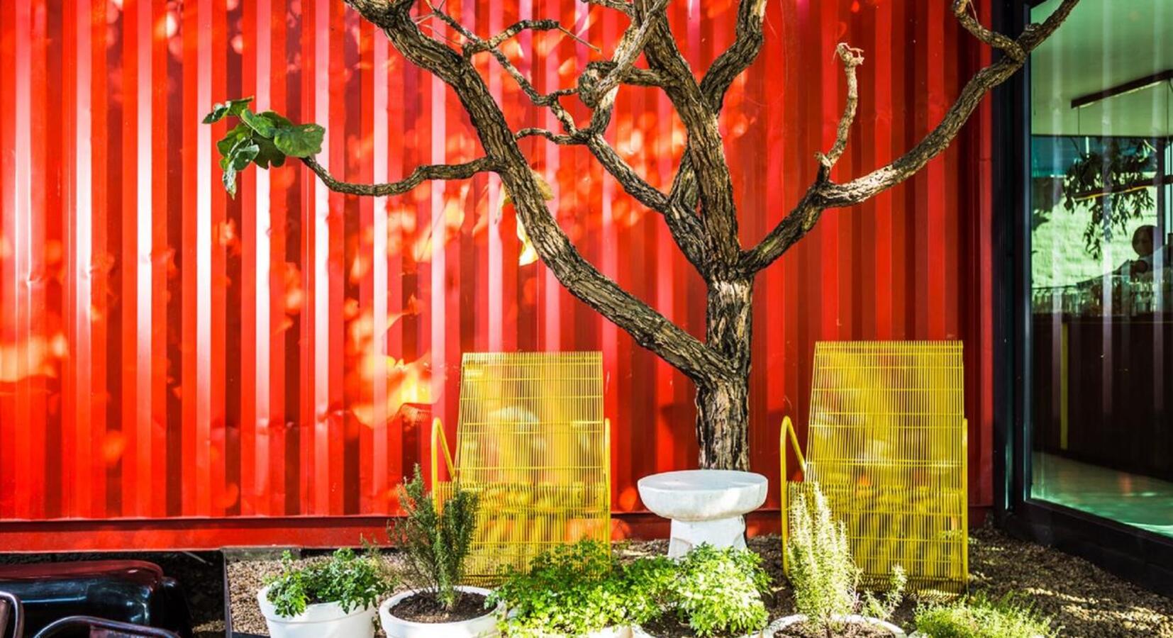 Fig tree and shipping container café