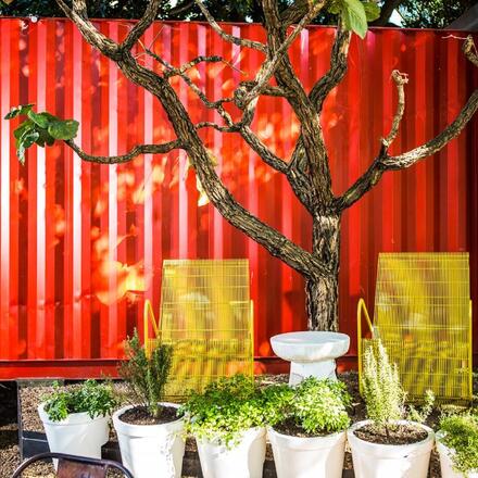 Fig tree and shipping container café