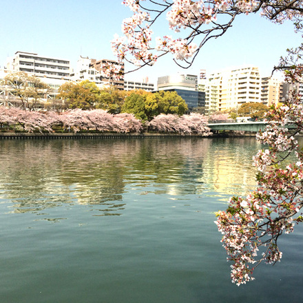 Cherry blossom alongside the Osaka river.