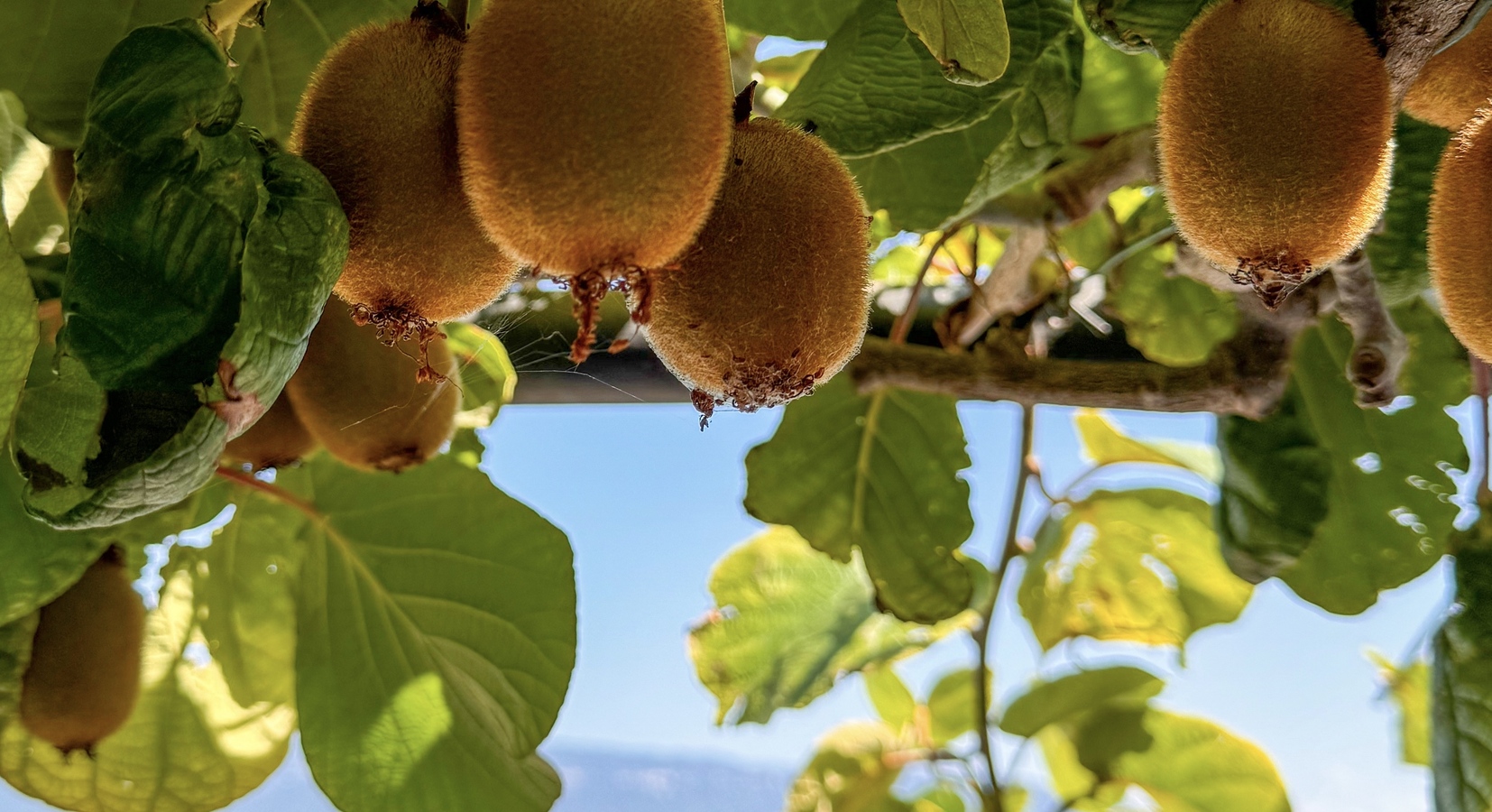 the kiwi providing a natural sunshade at the terrace