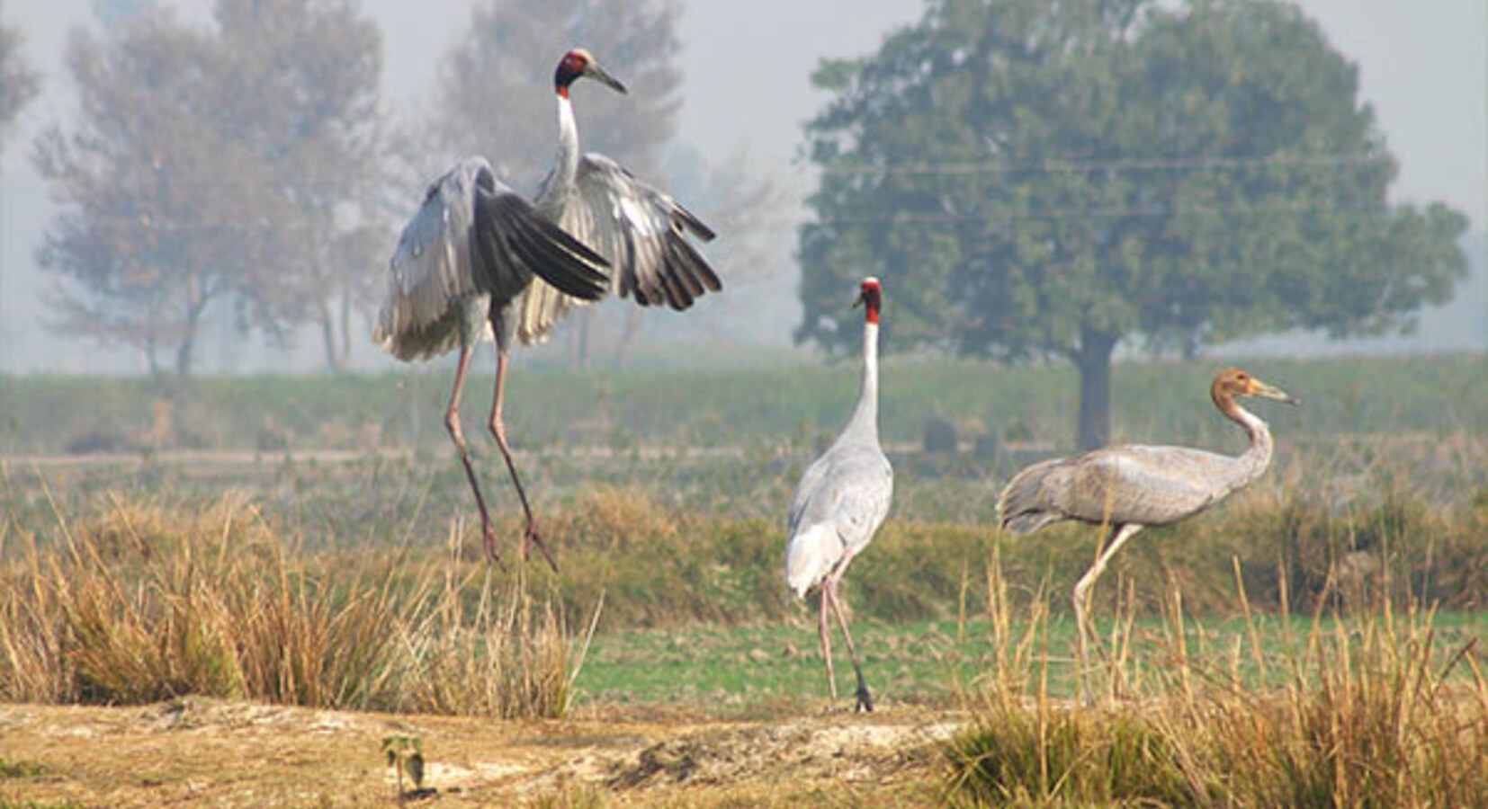 Local Wildlife - Sarus Cranes