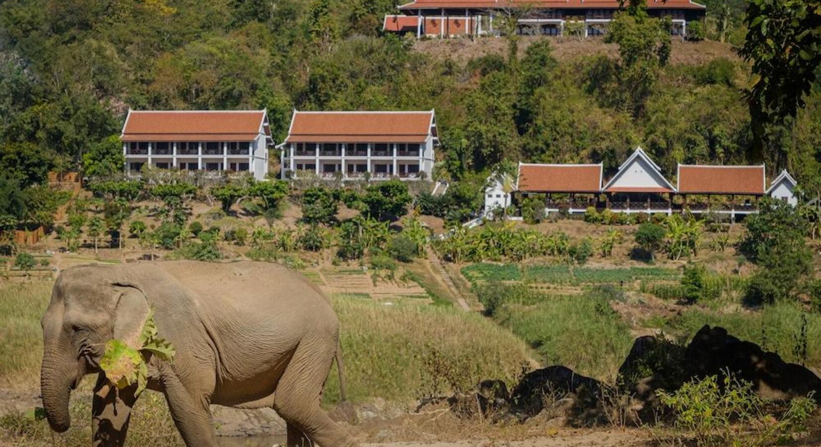 Elephant with Hotel Beyond