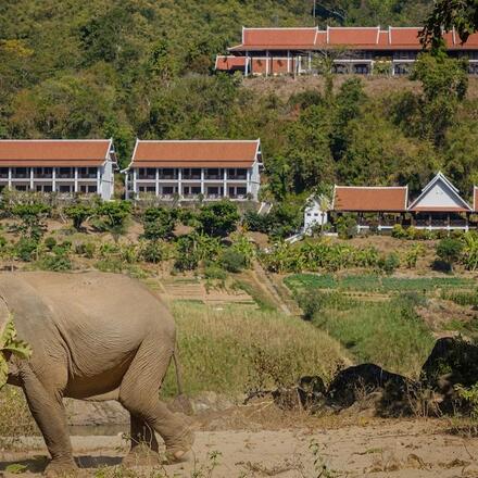 Elephant with Hotel Beyond