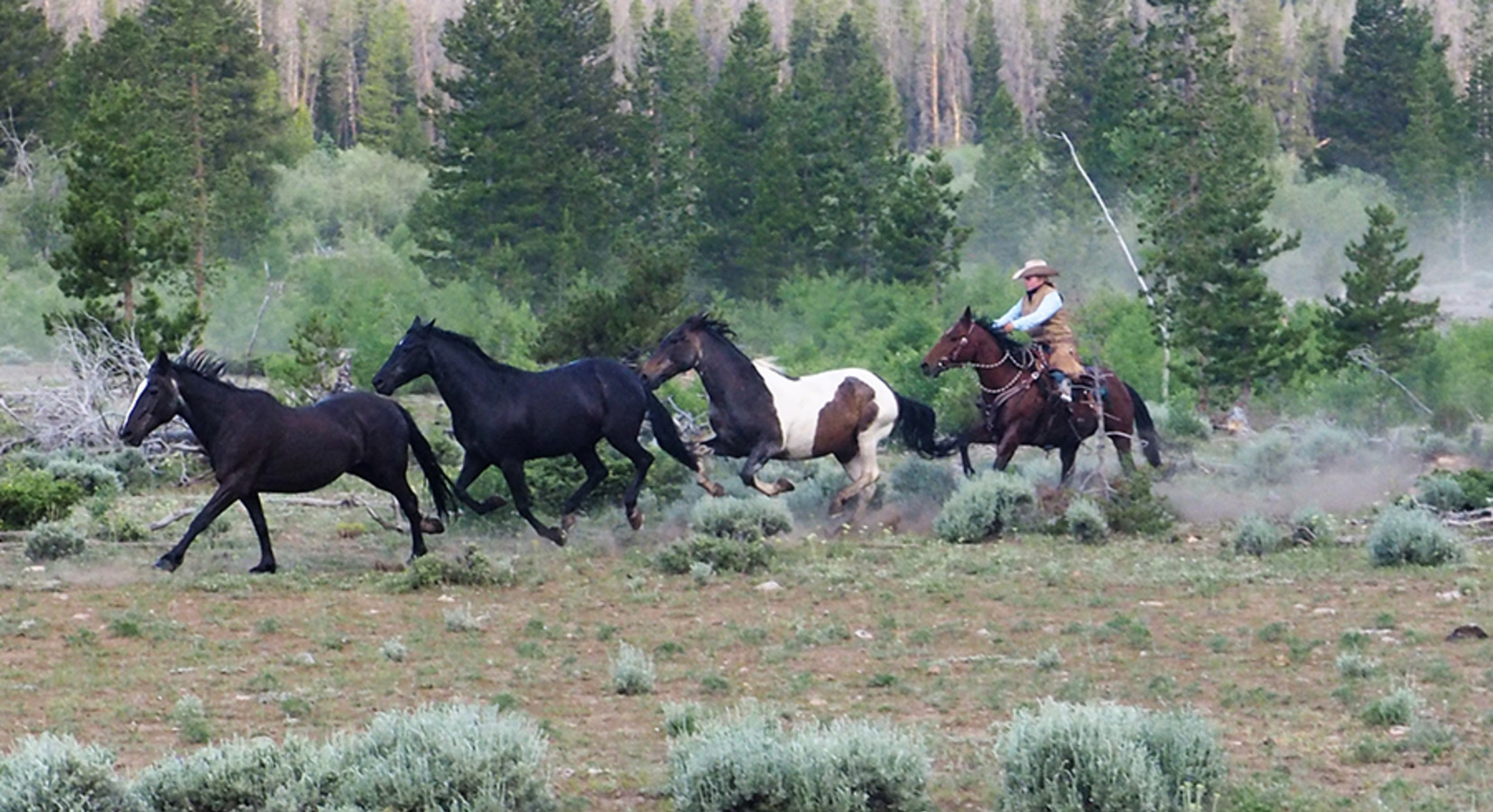 Horse Riding