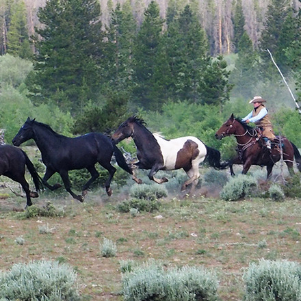 Horse Riding