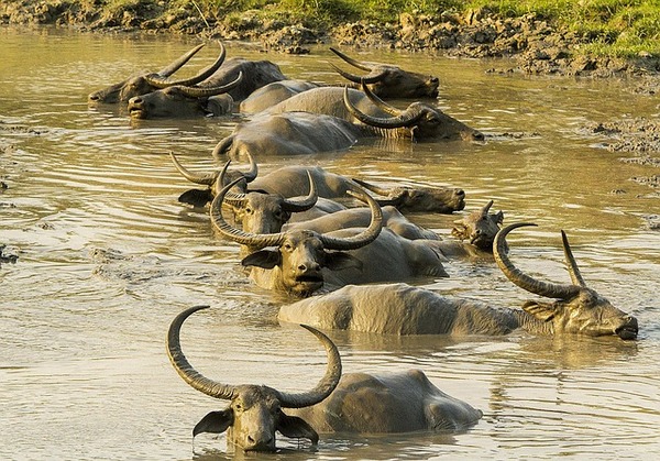 Kaziranga National Park