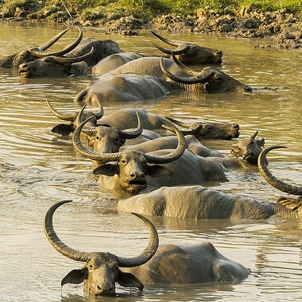 Les meilleurs endroits pour séjourner dans le parc national de Kaziranga