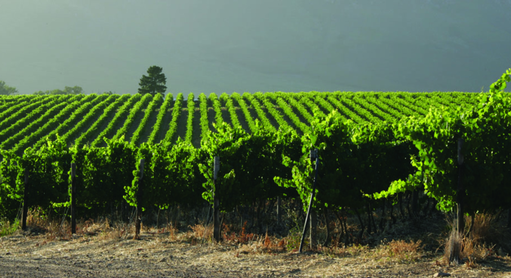 Vineyards view