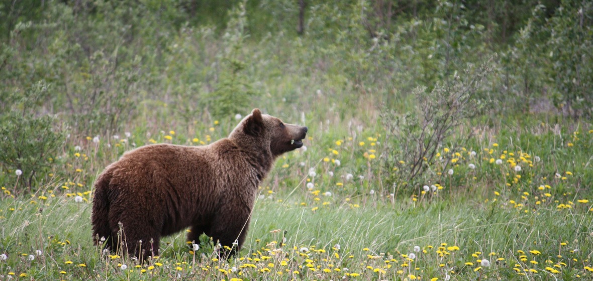 Photo of Alaska