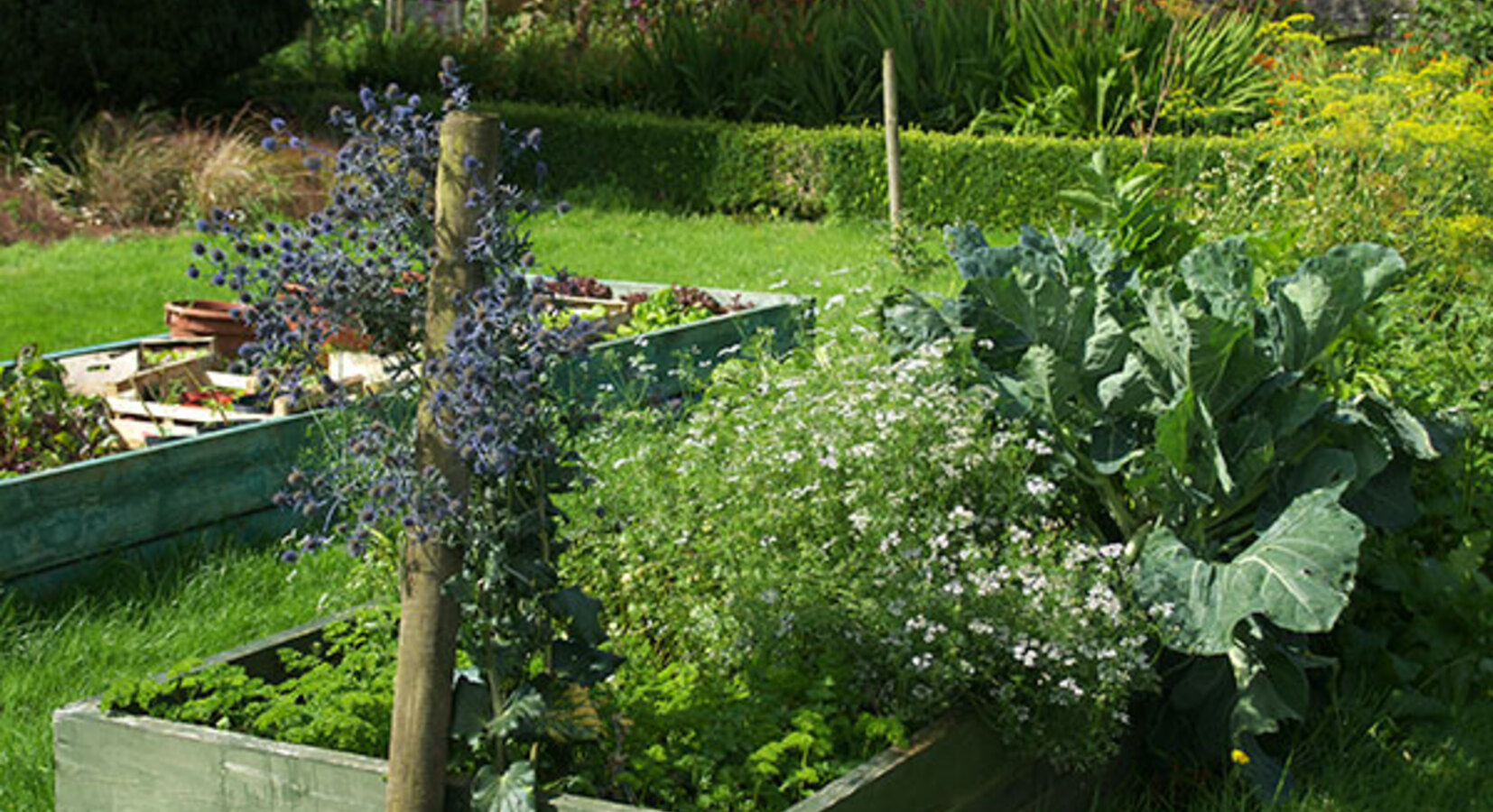 Vegetable garden