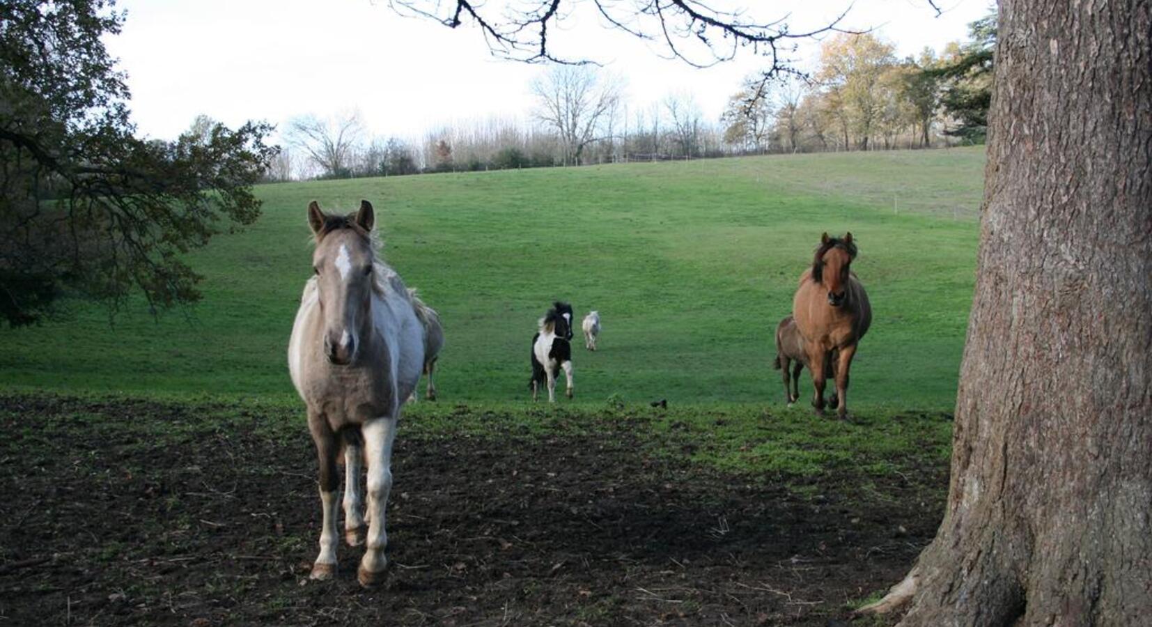 Horses