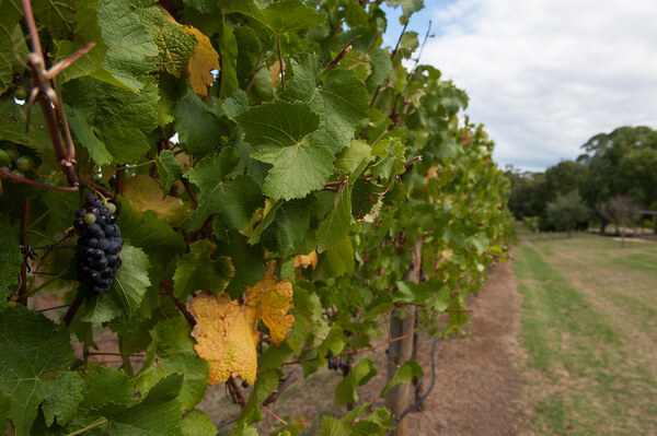 Mornington Peninsula