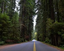 The Best Hotels for the Redwood National Park
