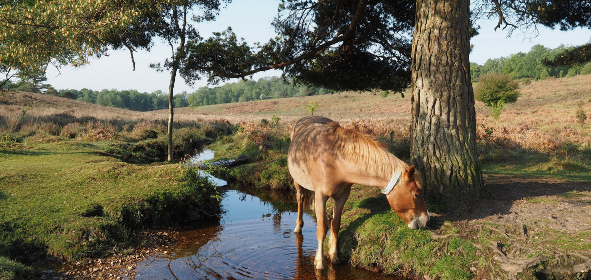 Foto von Hampshire