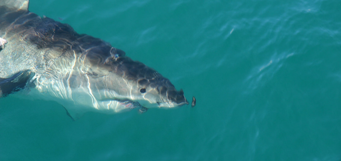 Photo of Gansbaai