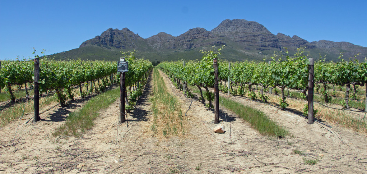 Photo of Stellenbosch