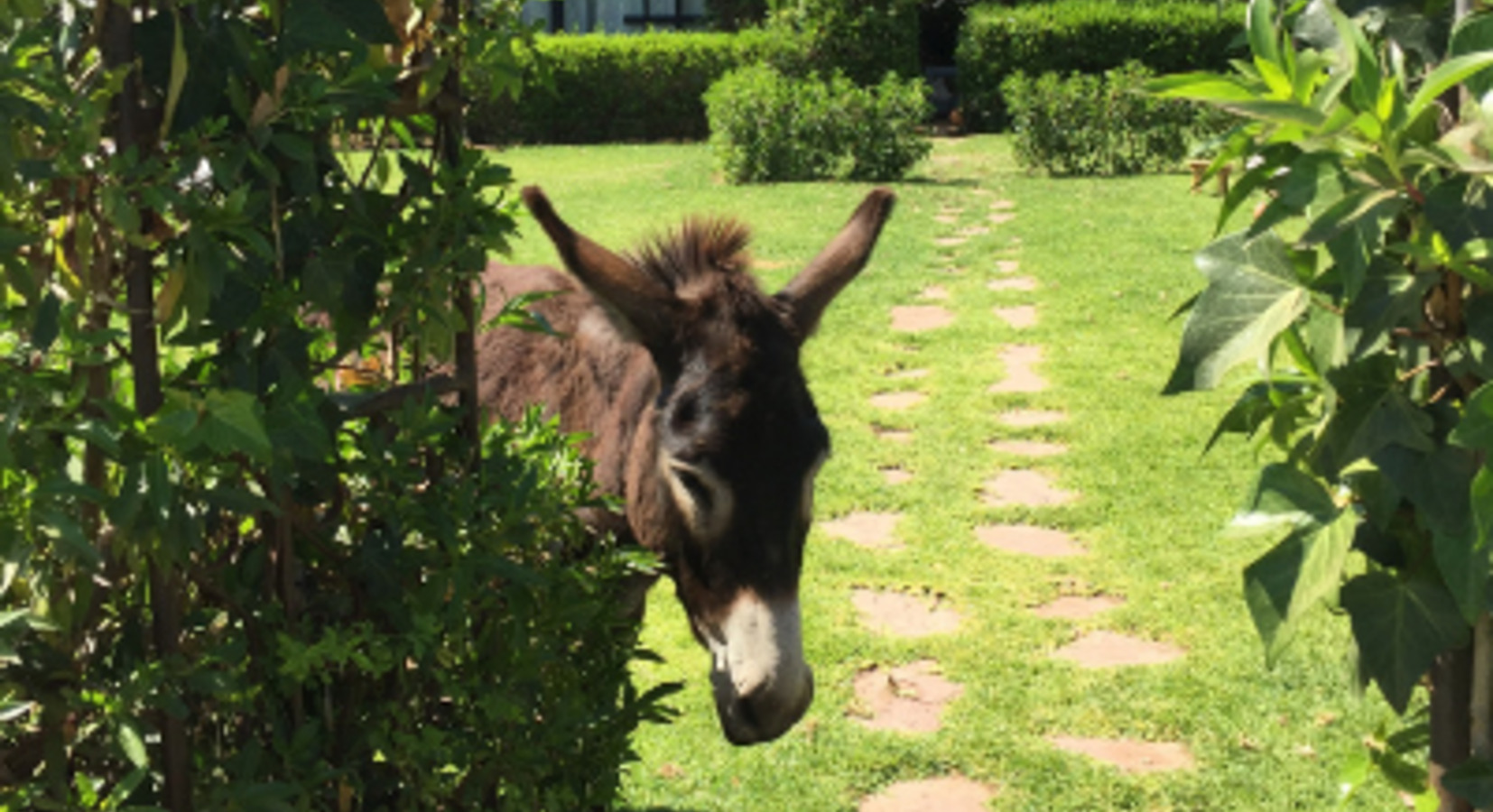 Resident donkey