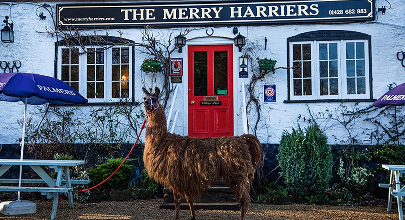 Photo of The Merry Harriers