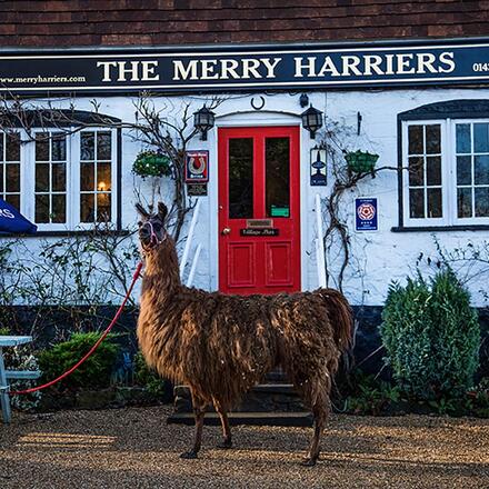 The Merry Harriers