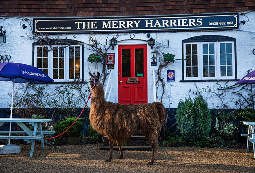 The Merry Harriers