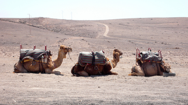 Camel Rides