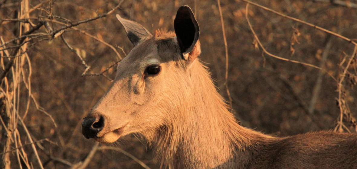 Photo of Sasan Gir