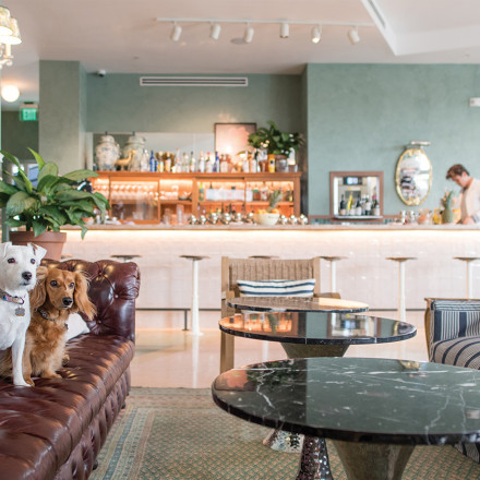 The 8 Best Pet-Friendly Hotels in Miami