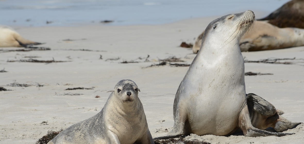 Photo of South Australia