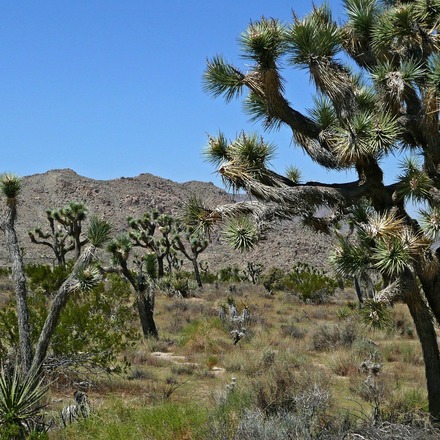 Les 20 meilleurs hôtels près du parc national de Joshua Tree