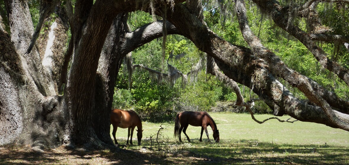 Photo of Cumberland Island