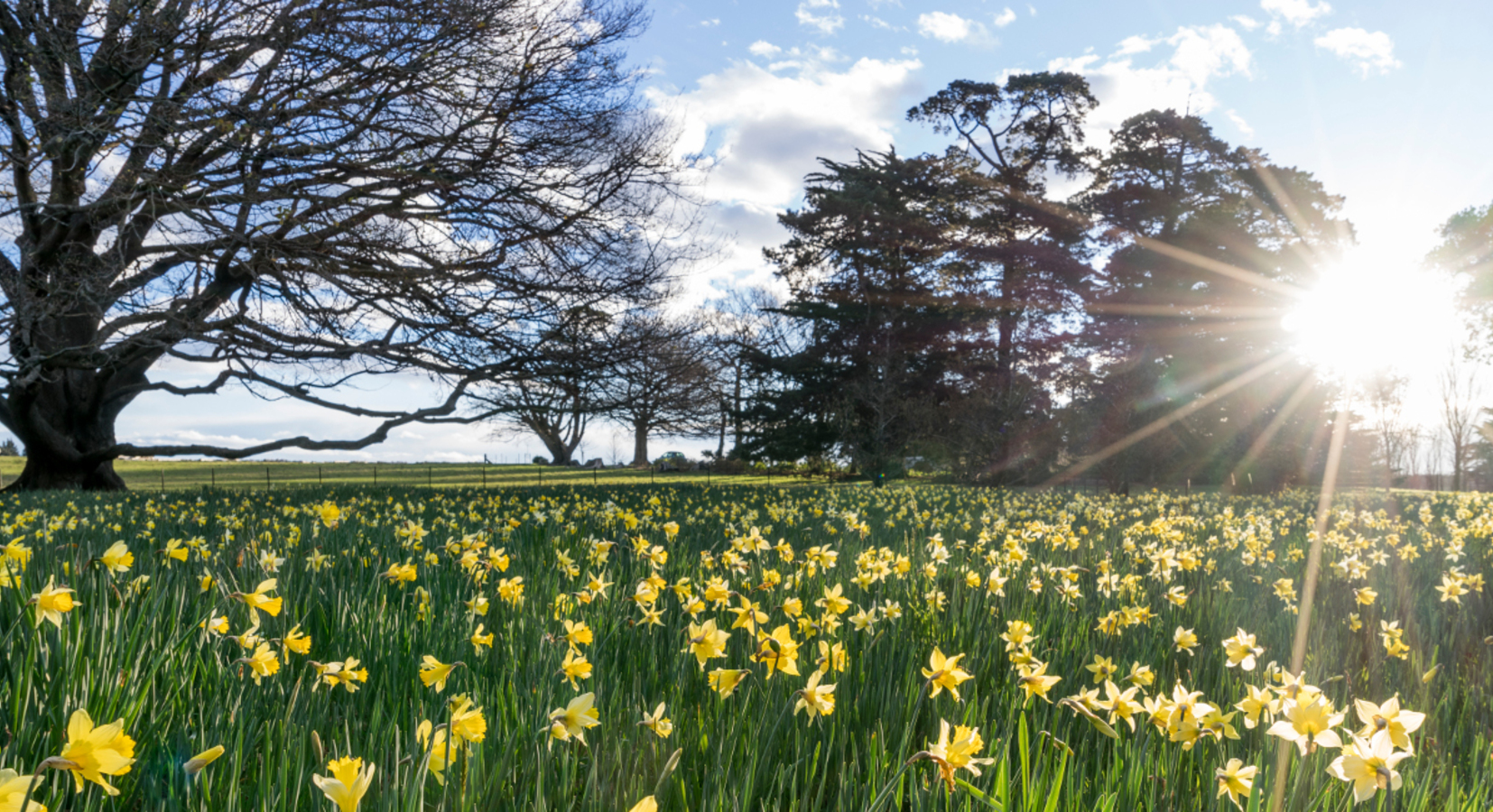 Daffodil paddock