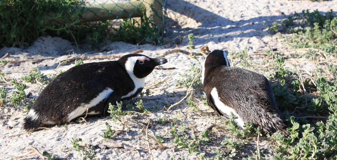 Foto von Simon's Town