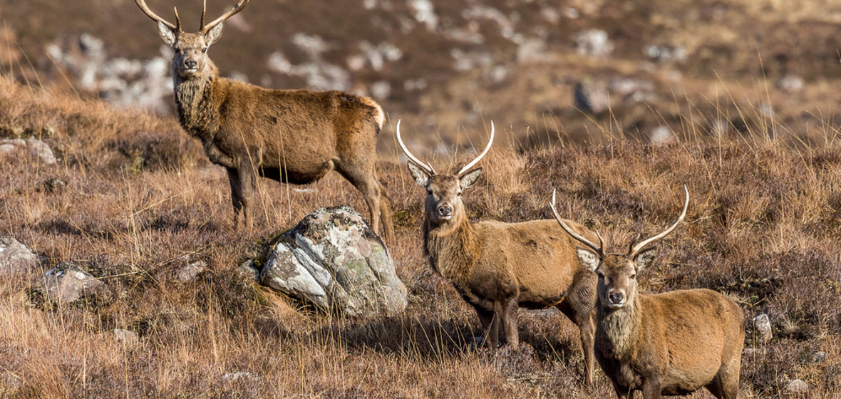 Foto von Gairloch