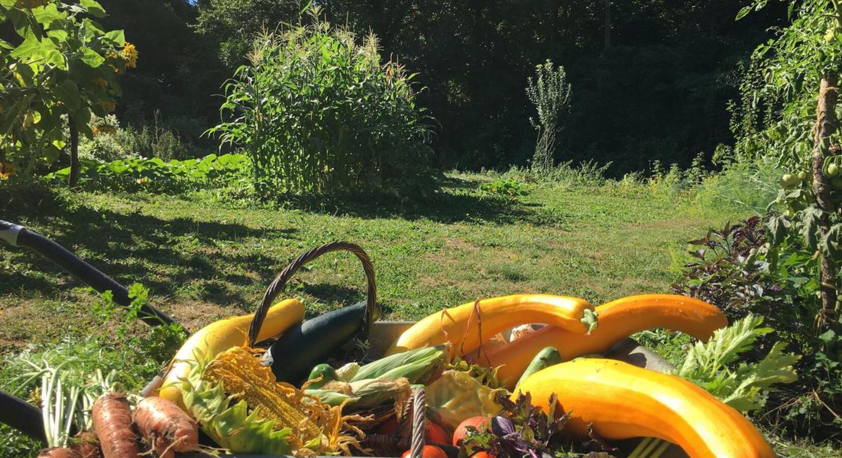 Vegetable garden