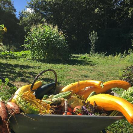 Vegetable garden