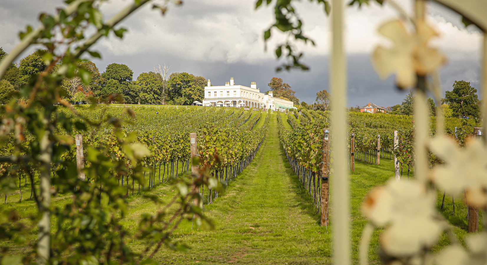 Vineyard view