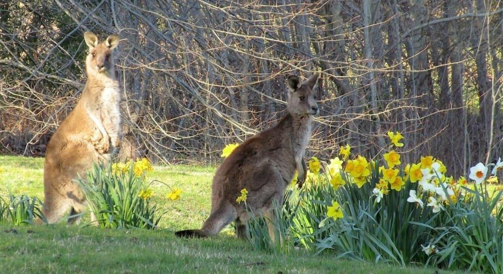 Wildlife in the Gardens