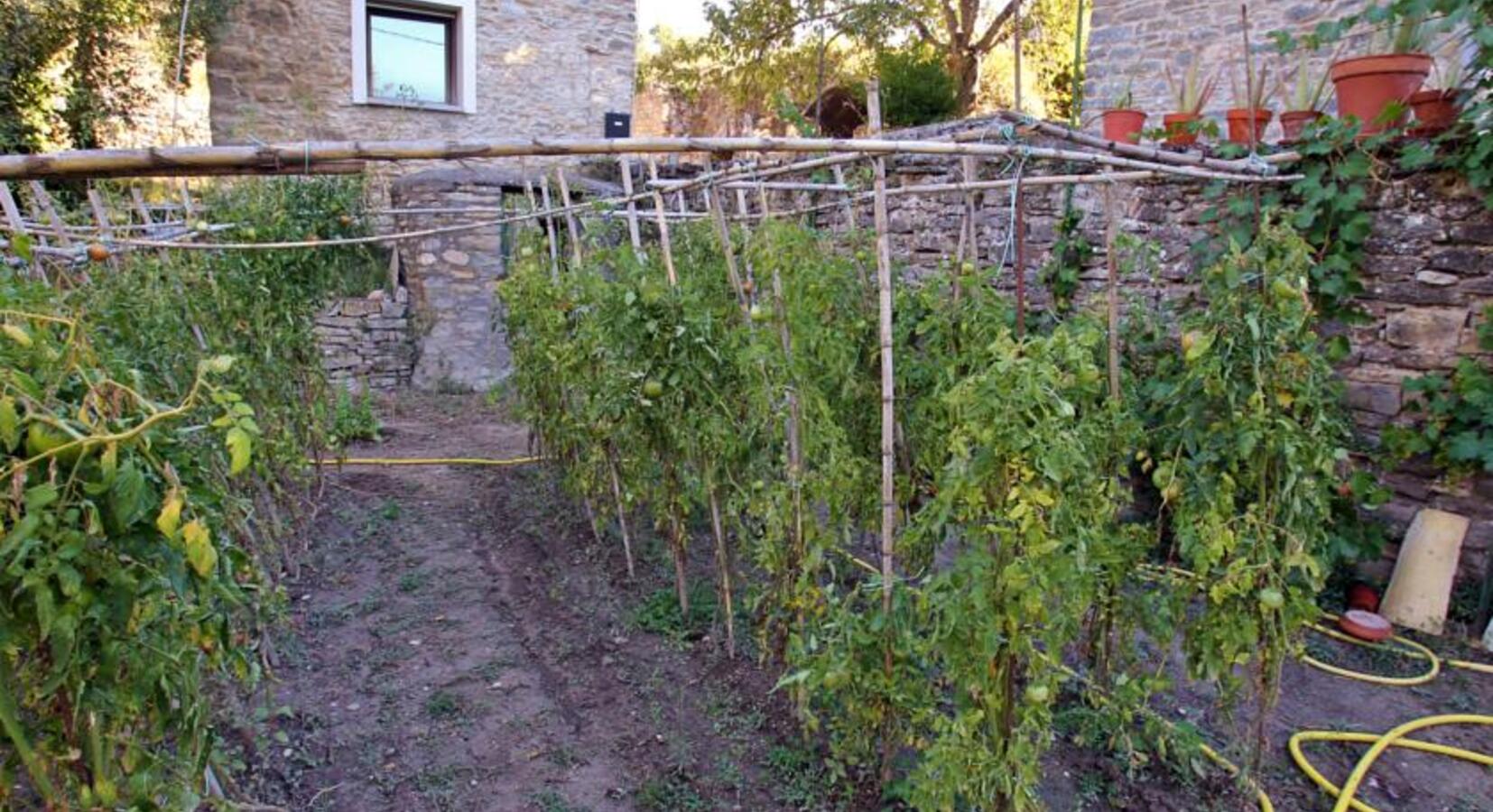 Vegetable Garden