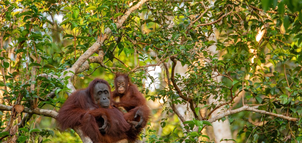 Foto von Borneo