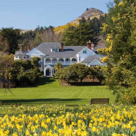 Daffodil paddock view