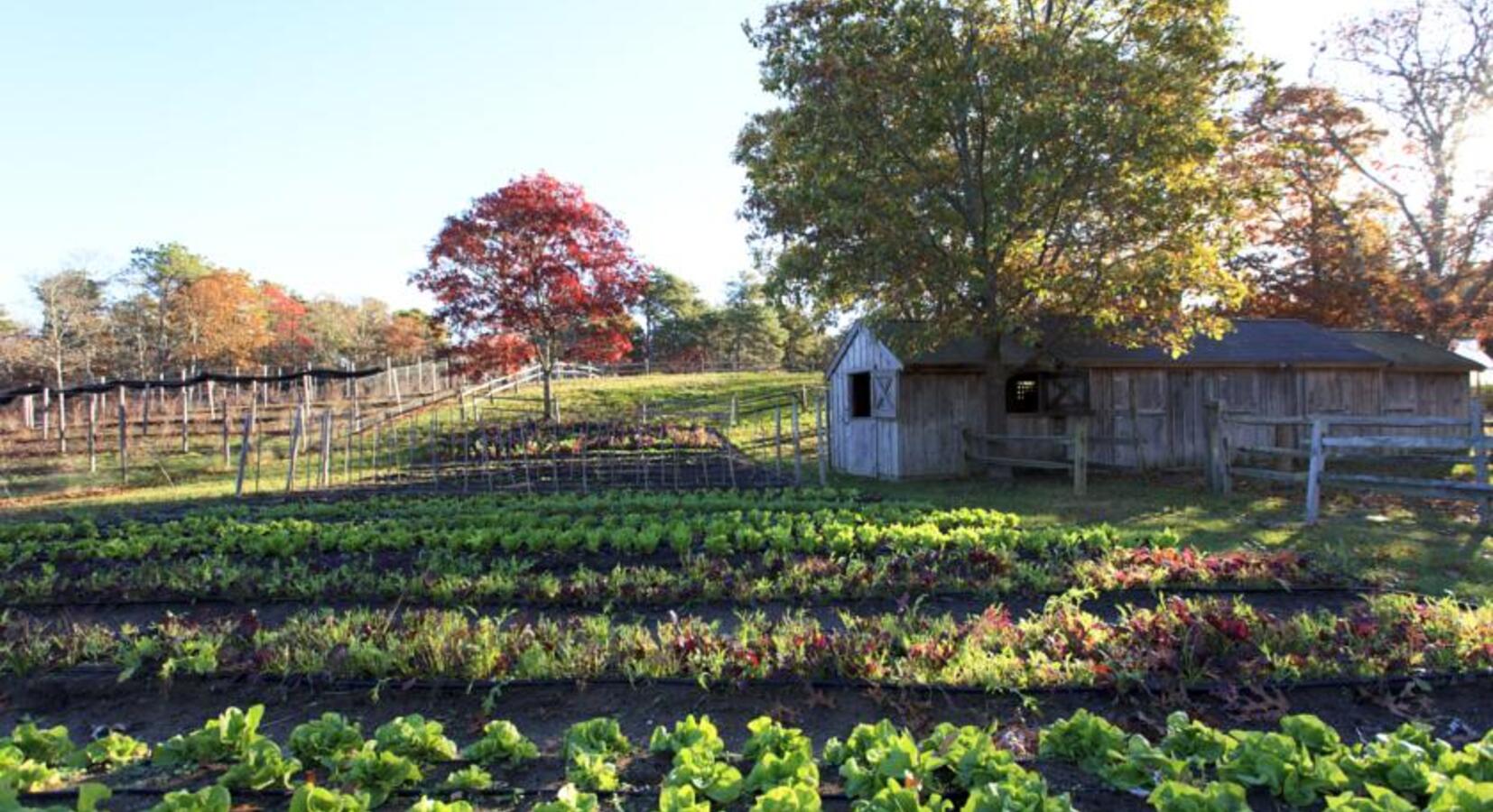 Vegetable Garden 