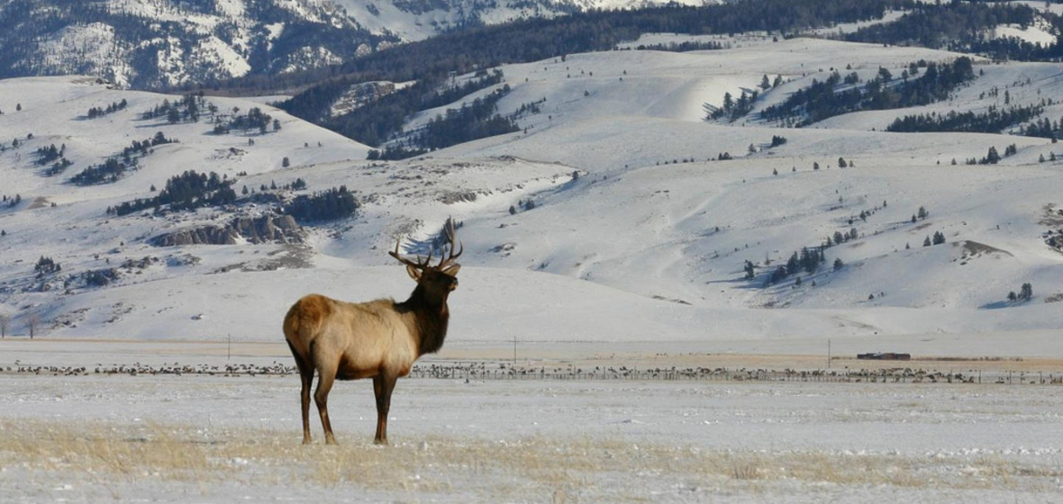 Foto von Jackson Hole