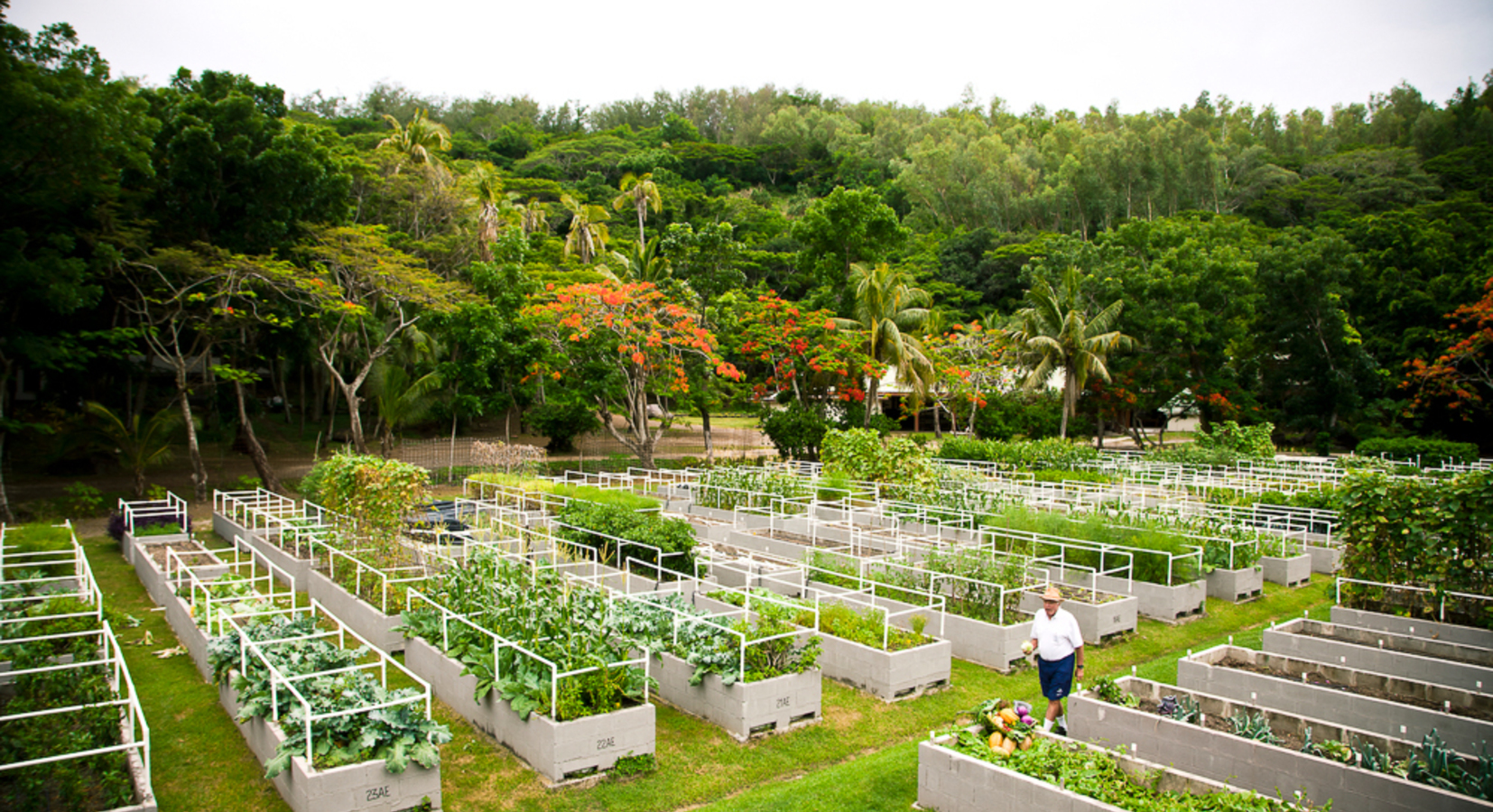 Vegetable Gardens