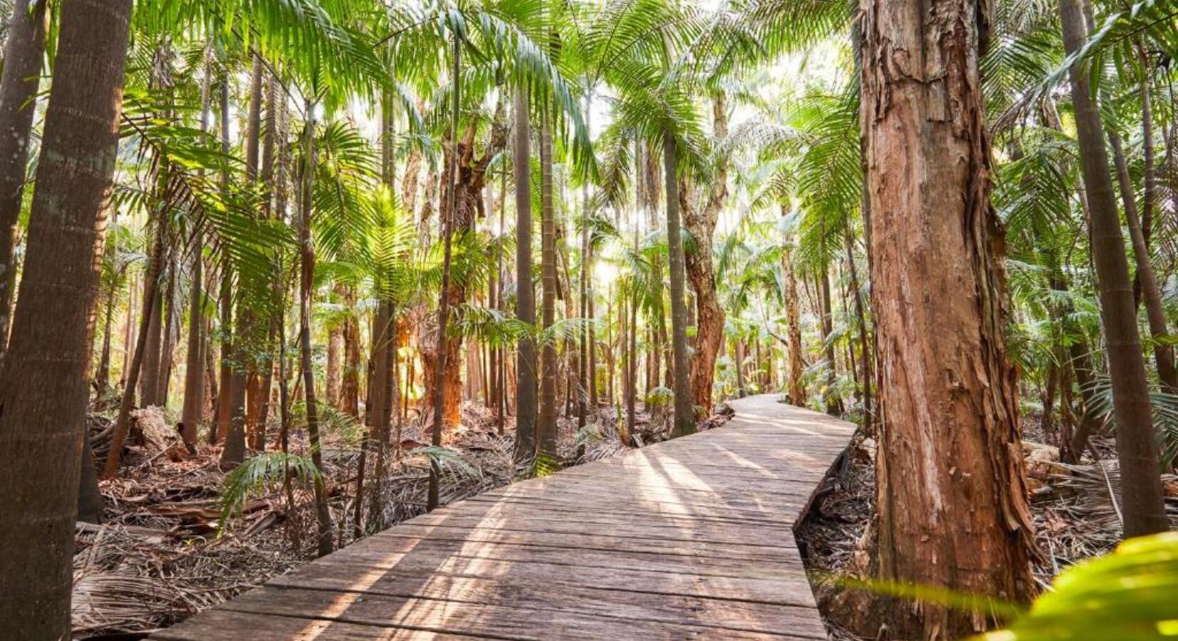 Rainforest Path