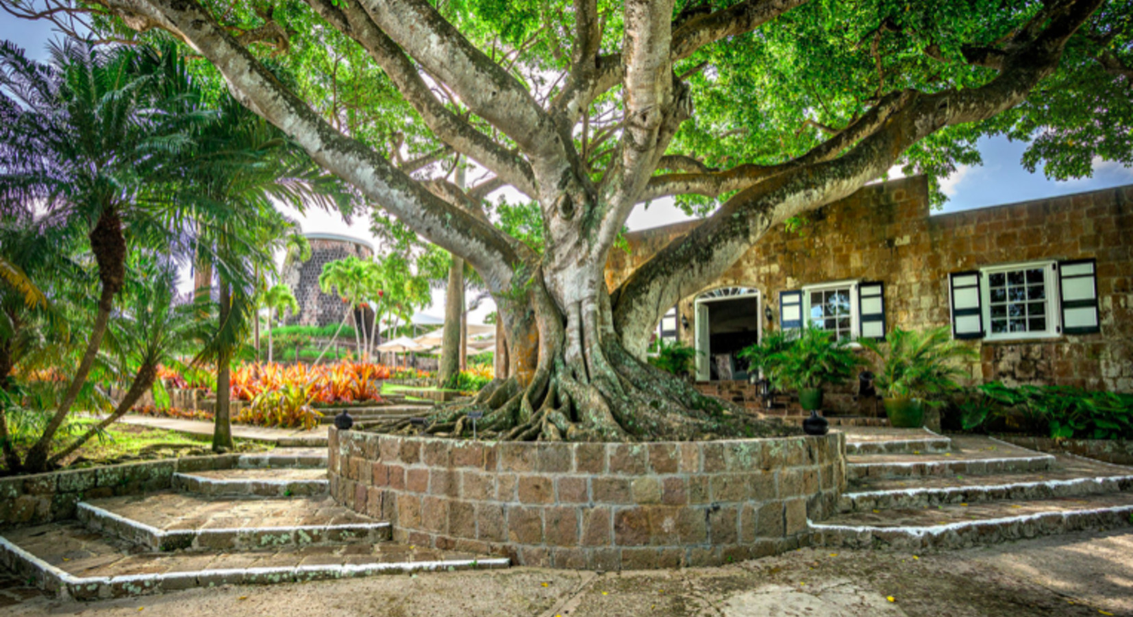 Tree Entrance