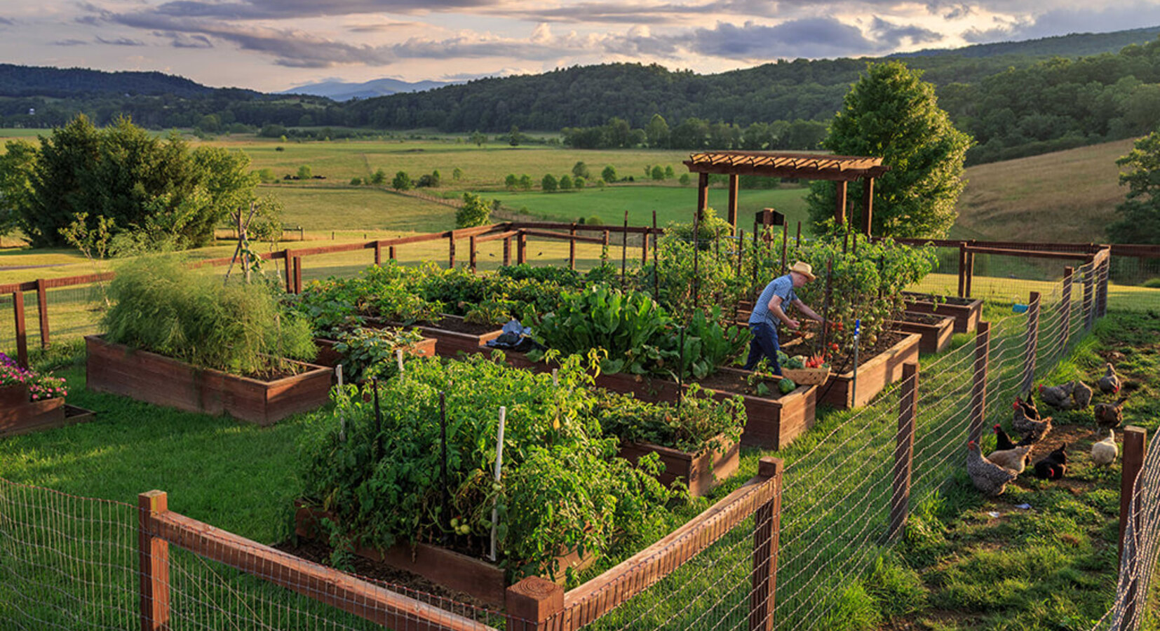 Vegetable Patch